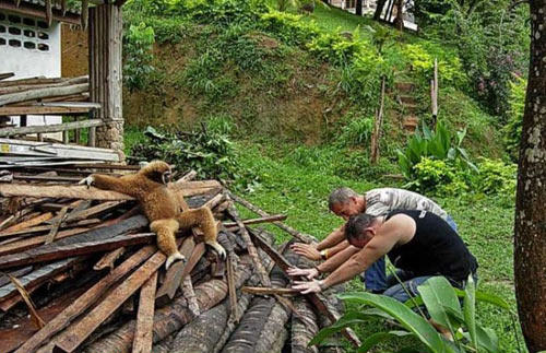 08 The lumber Gibbon is a ruthless overlord
