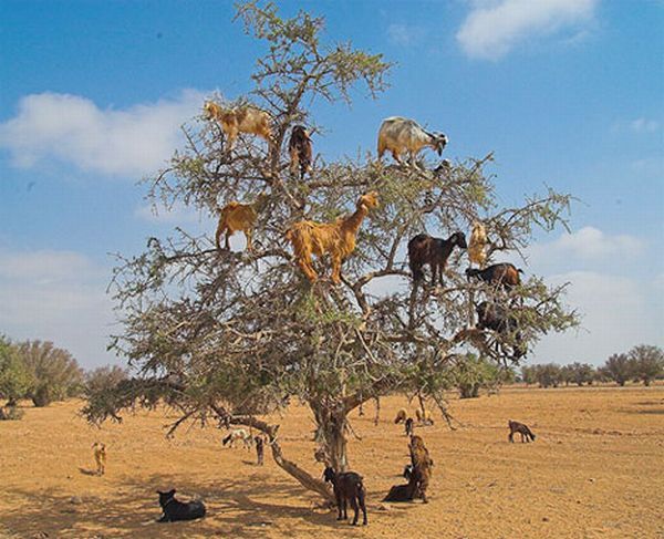 2610 Snakes on a plane III - Goats in a tree (see what i did there?)