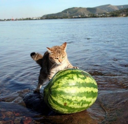 476758bd6747672737819 Min melon, MIN!
