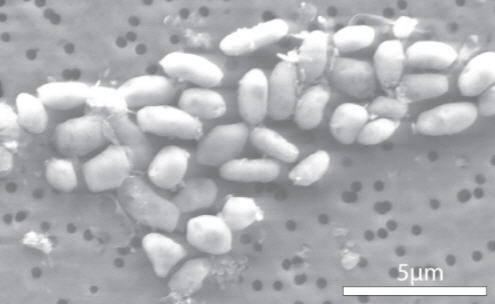 GFAJ1