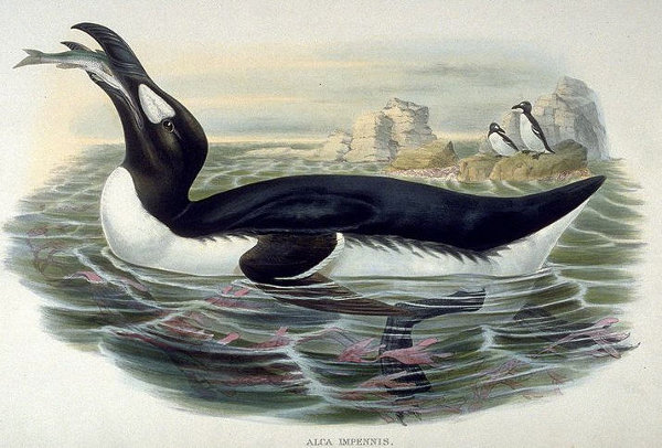 auk