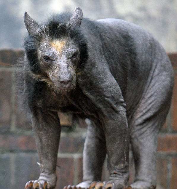 bear01 bear01