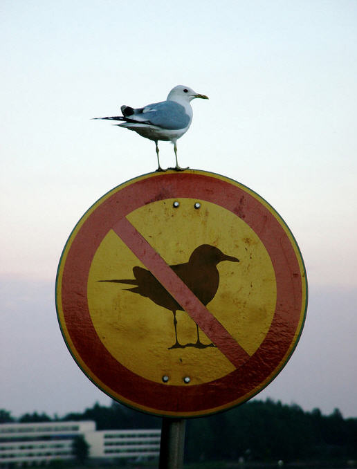 bird01