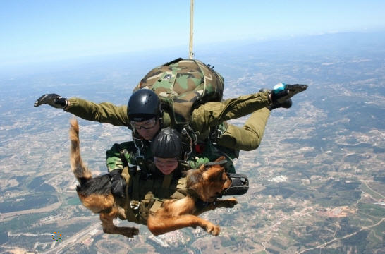 dog dog