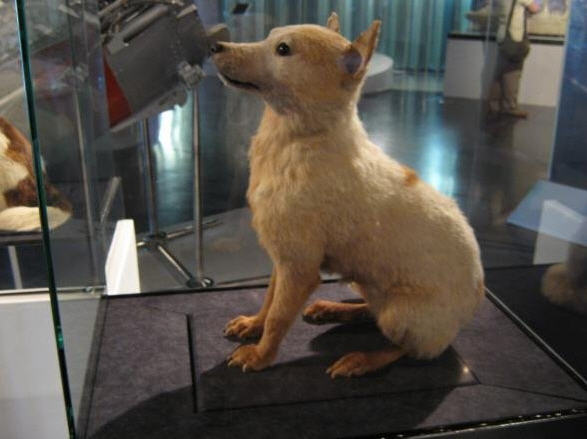 dog01 Den Sovjetiske rumhelt Belka - for evigt frosset i skræk