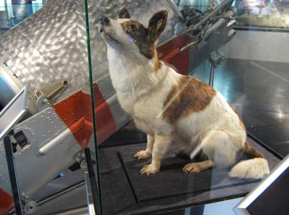 dog02 Kollegaen Strelka - evigt ventende på en godbid