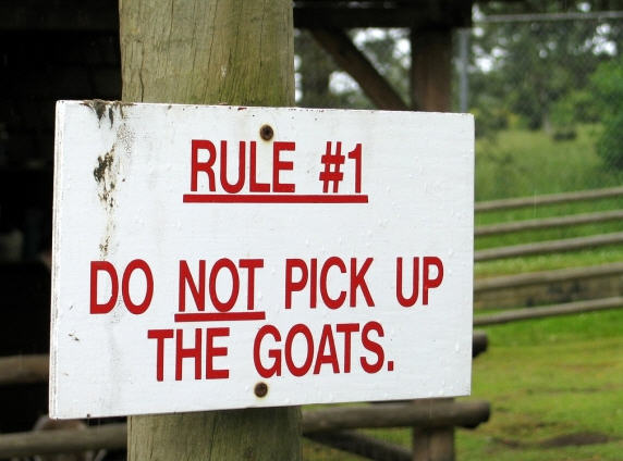 goat