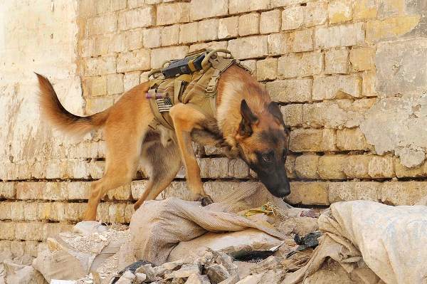 k-9andy