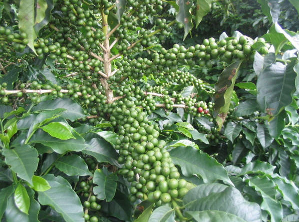 kaffe06 Umodne grønne kaffebær