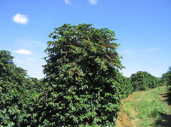 kaffe07 Brasiliansk kaffetræ
