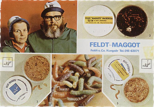 maggots maggots
