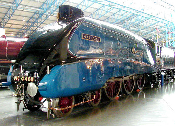 mallard