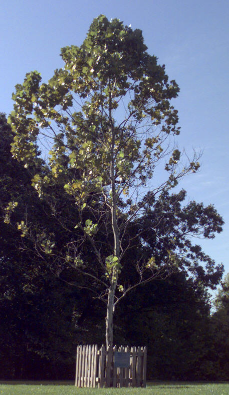 moontree02