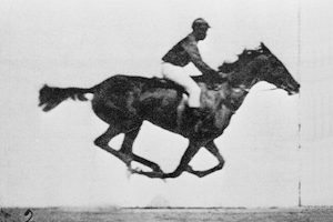 muybridge_race_horse_animated Muybridges galoperende hest