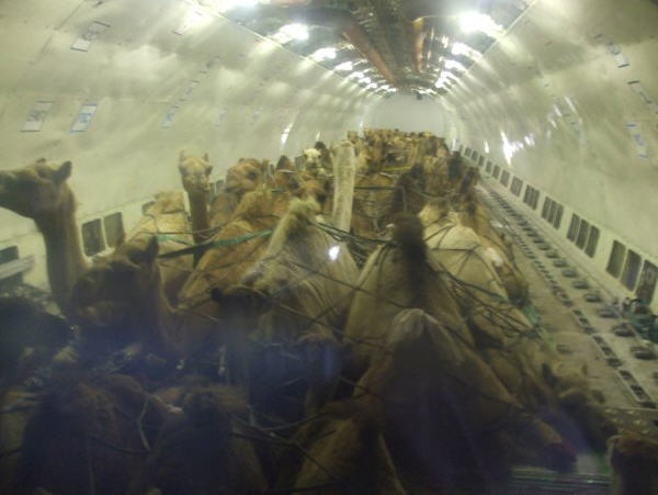 pic02 Snakes on a plane II - This time its camels!