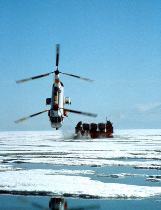 pic07 Om foråret samler de vilde helikoptere materiale til deres rede