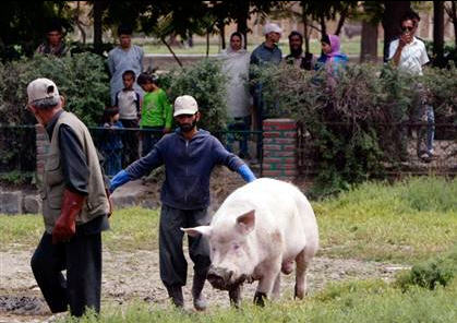 pig3 pig3
