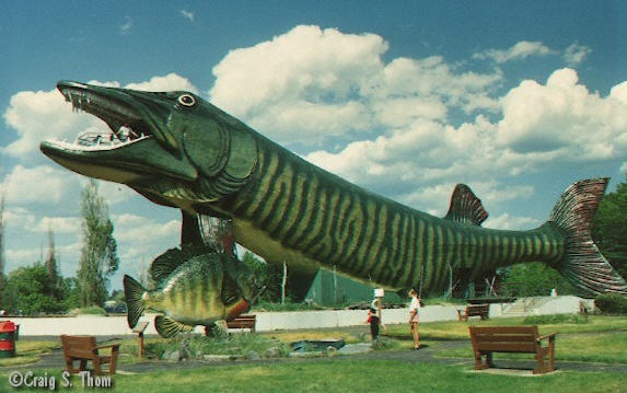 ra011 Verdens største fisk