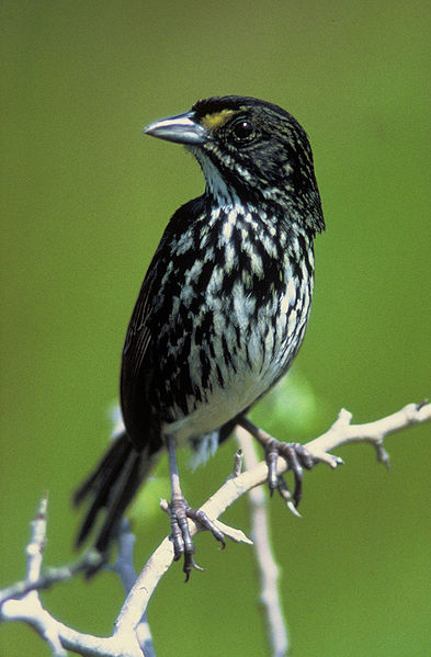 seaside_sparrow