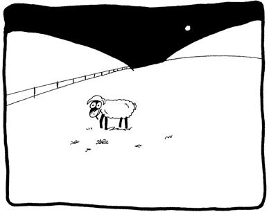 sheep sheep