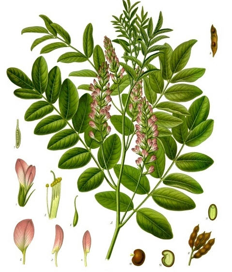 slik021 Glycyrrhiza glabra fra Koehler's Medicinal-Plants