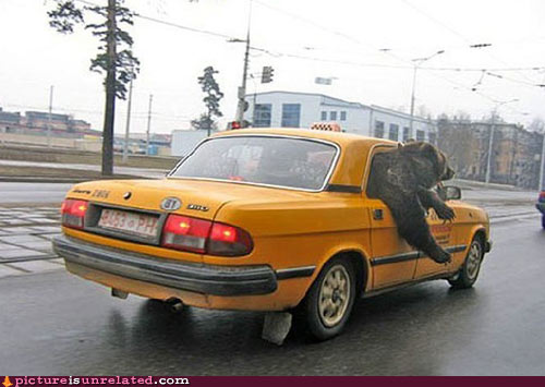 wtf_pics-bear-in-taxi wtf_pics-bear-in-taxi