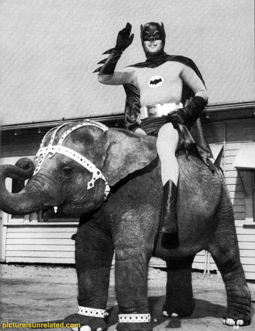 wtf_pictures-bat-e-phant